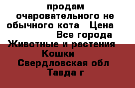 продам очаровательного не обычного кота › Цена ­ 7 000 000 - Все города Животные и растения » Кошки   . Свердловская обл.,Тавда г.
